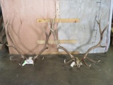 2 Elk Antler Racks (2x$) TAXIDERMY