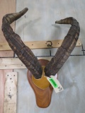 Ibex Horns on Plaque TAXIDERMY