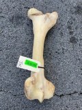 HUGE, African Giraffe leg bone - HEAVY.. 8 1/2 to 22 1/2 inches around, think, it is 22 inches long