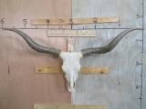 Longhorn Skull w/Natural Horns 55.5