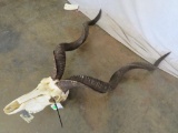 Kudu Skull TAXIDERMY