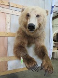 Really Nice 1/2 Body Brown Bear *Missing some claws* TAXIDERMY