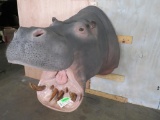 HIPPO SH MT REAL SKIN & REPRO TEETH TAXIDERMY