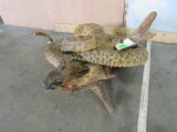 XL Coiled Rattlesnake on Limb TAXIDERMY