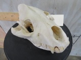 Hyena Skull TAXIDERMY ODDITY