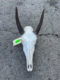 Big Texas, Blue Bull or Nilgai Skull,, horns are 9 inches long X 9 inches wide at tips, - all teeth,