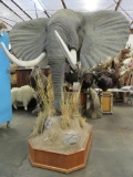 Amazing Elephant Pedestal Mt on Base TAXIDERMY