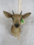 Duiker Sh Mt TAXIDERMY