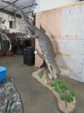 Lifesize Crocodile on Base TAXIDERMY