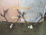2 Sets of Red Stag Horns (2x$) TAXIDERMY