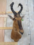 RED HARTEBEEST SH MT TAXIDERMY