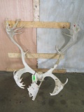 Caribou Rack TAXIDERMY