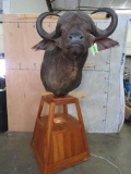 Beautiful Lighted Cape Buffalo Pedestal TAXIDERMY