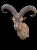Rarely seen, Taxidermy, Eastern TUR, sho. mount, Trophy size horns, 28 inches long & 22 inch spread
