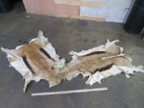 2 Springbok Hides (2X$) TAXIDERMY