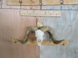 Corsican Sheep Skull TAXIDERMY