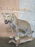 Nice Lifesize Leopard on Base *TX RES ONLY* TAXIDERMY