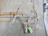 WHITETAIL SKULL TAXIDERMY