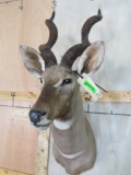 Lesser Kudu Sh Mt TAXIDERMY