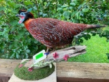 RARE - Temminck's Tragopan Pheasant Beautiful 