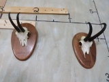 2 Chamois Horns on Plaques (2x$) TAXIDERMY