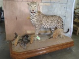 Very Nice Lifesize Leopard on Base *TX RES ONLY* TAXIDERMY