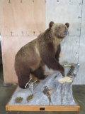 Awesome Lifesize Brown Bear on Base TAXIDERMY