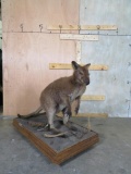 Lifesize Wallaby on Base