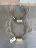 Mule Deer Rack & Whitetail Rack (2x$) TAXIDERMY