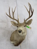 Mule Deer Sh Mt TAXIDERMY