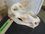 Large Baboon Skull TAXIDERMY