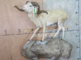 Lifesize TX Dall Sheep on Rock Base TAXIDERMY