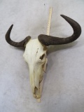 Wildebeest Skull TAXIDERMY