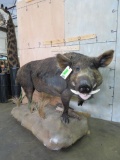 XL Lifesize Wild Boar on Base TAXIDERMY