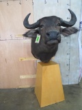 Water Buffalo Pedestal TAXIDERMY