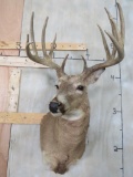 12 Pt Whitetail Sh Mt TAXIDERMY