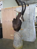 Really Nice Sable on Rock Pedestal TAXIDERMY