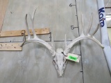 Whitetail Skull TAXIDERMY