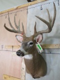 Nice 10 pt Whitetail Sh Mt TAXIDERMY
