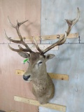 Red Stag Sh Mt TAXIDERMY