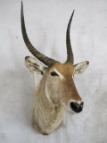 Waterbuck Sh Mt TAXIDERMY