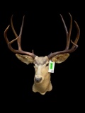 Big 5 X 4 Mule deer mount, 40 inches tall, 19 inches out from the wall, NICE, antlers 25 1/2 inch sp