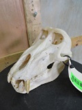 Baboon Skull TAXIDERMY ODDITY