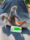 Grey Squirrel in a Canoe, NEW taxidermy, 12 inches long X 10 inches tall , great hunting decor !