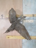 Lifesize Flying Grouse on Wood TAXIDERMY