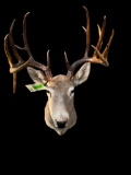 15 point antlers, - Texas White-Tail, deer sho. mt. Big Drop tine, antlers, 17 inches spread, mount