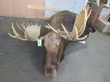 Dead Moose Mt Reproduction Antlers TAXIDERMY