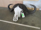 Cape Buffalo Skull 36