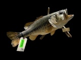 Real skin, 6 lb. Large mouth BASS, fish Taxidermy mount, on driftwood, 22 3/4 inches long, X 8 inche