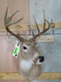 10 Pt Whitetail Sh Mt TAXIDERMY